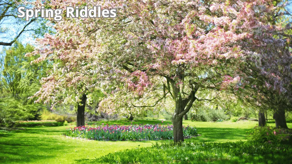 Spring Riddles