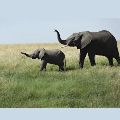 Elephant Riddles