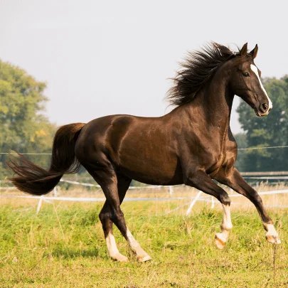 Horse Riddles with Answers