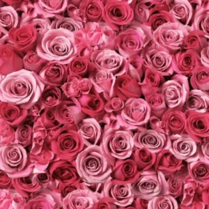 Rose Riddles with Answers